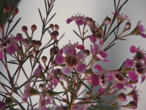 Chamelaucium Purple Pride