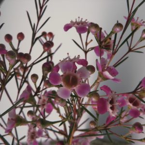 Chamelaucium Purple Pride