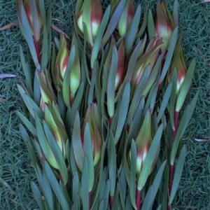 Leucadendron Clare’s Beauty