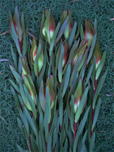 Leucadendron Clare’s Beauty