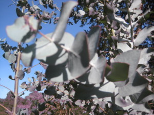 Eucalyptus Crucis