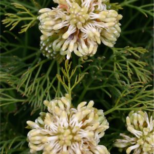 Lemon Honey Protea Flora