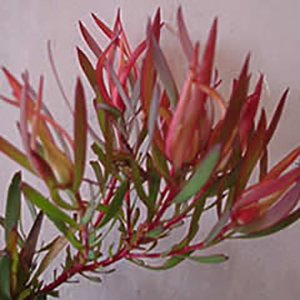 Leucadendron Salignum Tall Red