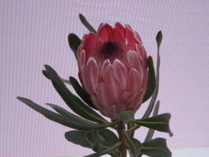 Proteaceae Pink Ice