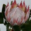 Proteaceae King Protea