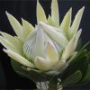 Proteaceae King Protea Arctic White