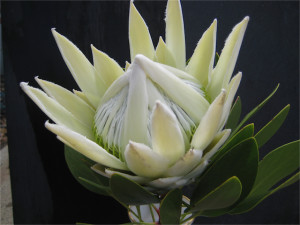 Proteaceae King Protea Arctic White