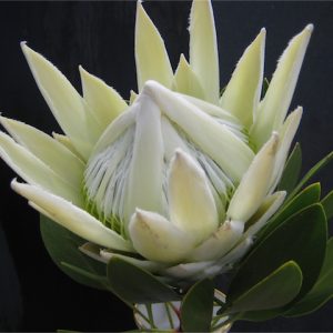 Proteaceae King Protea Arctic White